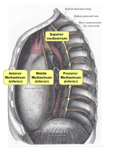 Mediastinum