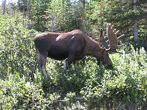 Moose