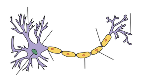 Myelin