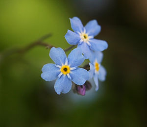 Myosotis