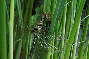 Odonata