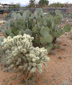 Opuntia