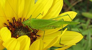 Orthoptera