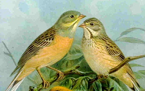 Ortolan