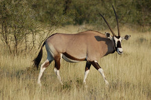 Oryx