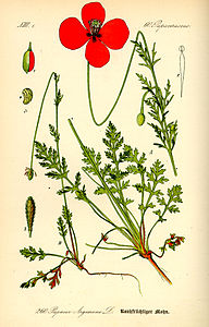 Papaver