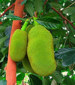 jackfruit