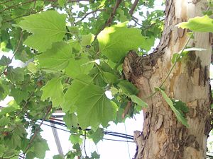 Platanus