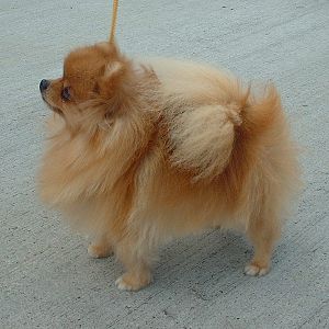 Pomeranian