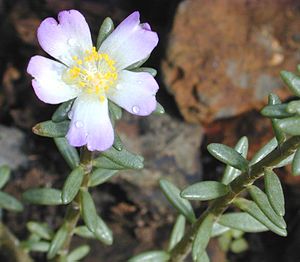 Portulaca