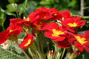 Primula