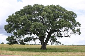 marula