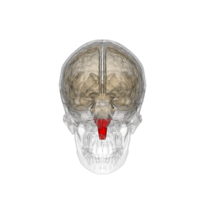 medulla oblongata