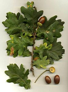 Quercus