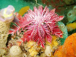 Crinoidea