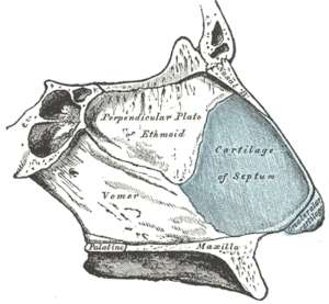 nasal septum