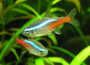 neon tetra