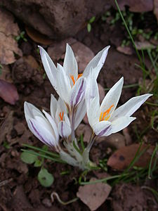 Crocus