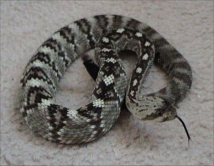 Crotalus