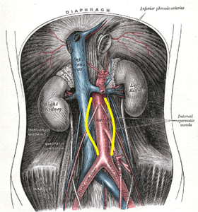 Renal