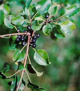 Rhamnus