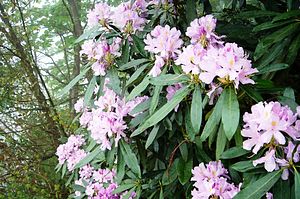 Rhododendron