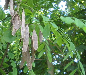 Robinia