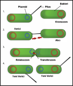 pilus