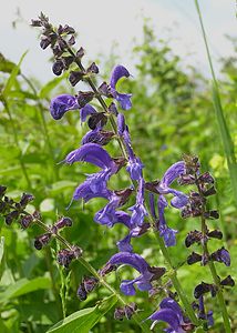 Salvia