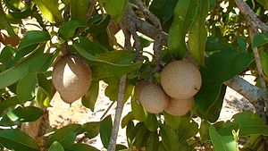 Sapodilla