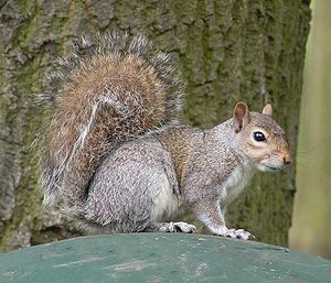 Sciurus