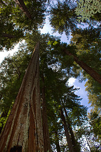 Sequoia