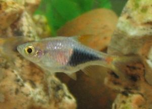 rasbora