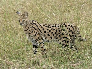 Serval