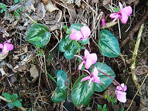 Cyclamen