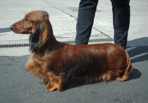 Dachshund