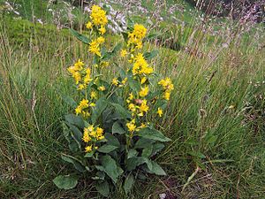 Solidago