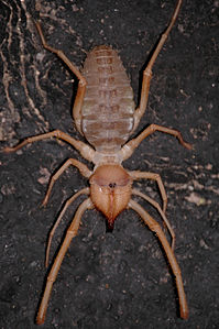 Solifugae