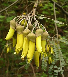 Sophora