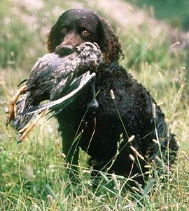 Spaniel