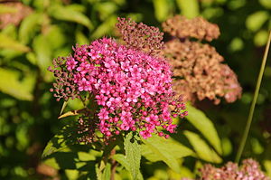 Spiraea