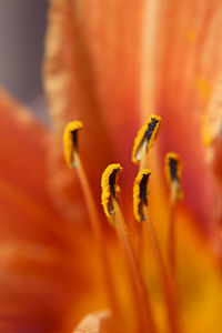 Stamen