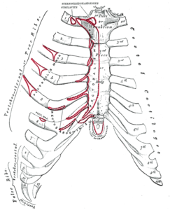 Sternum