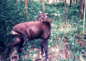 saola