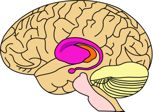 Striatum