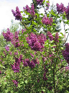 Syringa