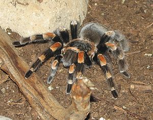 Tarantula