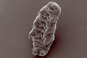 Tardigrada