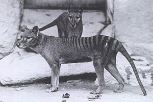 Thylacine