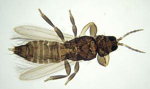 Thysanoptera